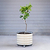 V-Series_Rolling_Tree_Planter_Round | Vego Garden