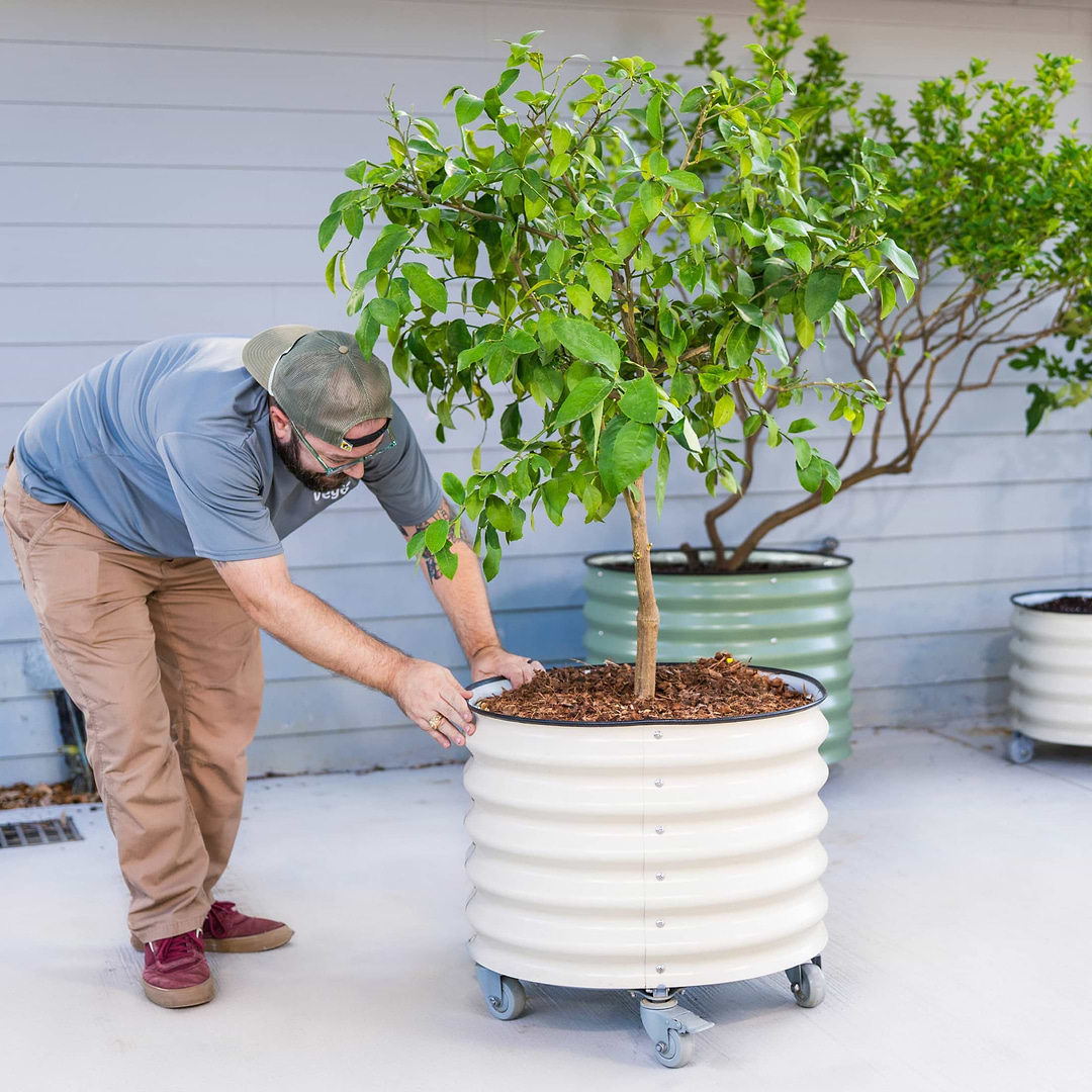 30 gallon pots for plants Classic Rolling Citrus Tree Planter - 30 Gallon