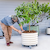 V-Series_Rolling_Tree_Planter_Round | Vego Garden