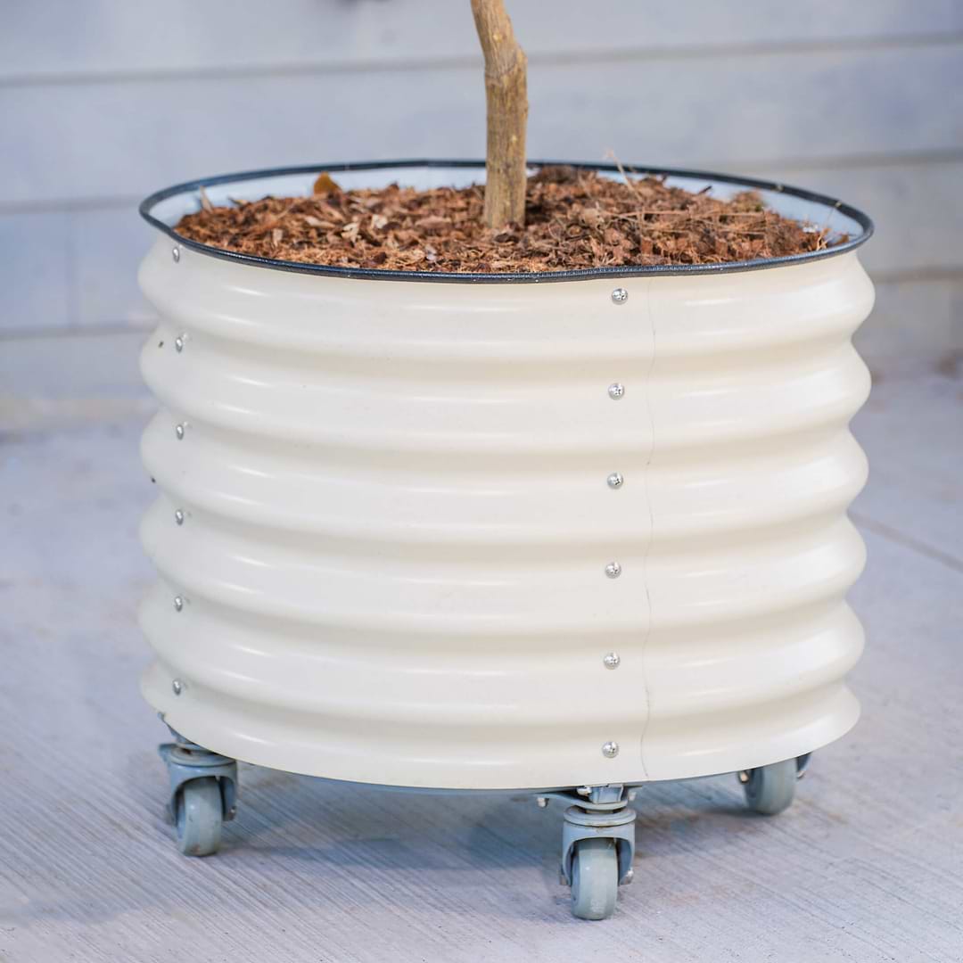 plastic planter on wheels Classic Rolling Citrus Tree Planter - 45 Gallon