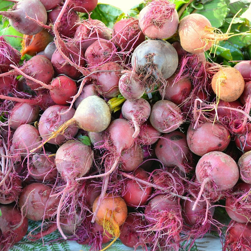 Assorted Beet Mix Seeds