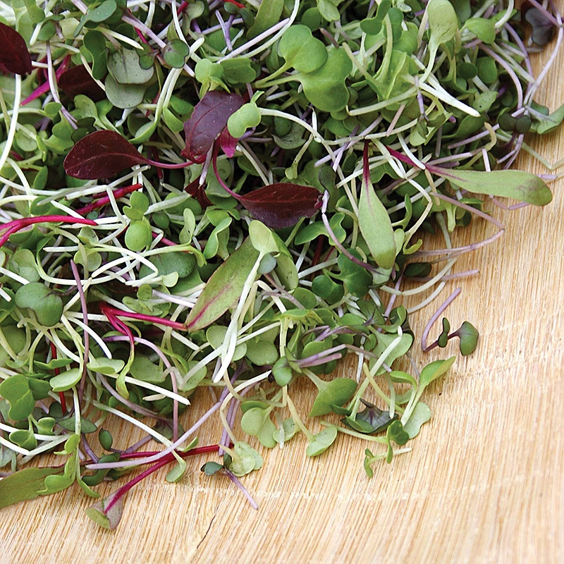 Sprout & Microgreen Mix Seeds