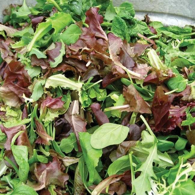Salad Bowl Mix Seeds