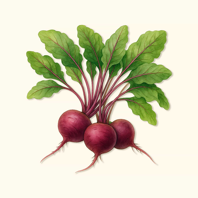 Organic Detroit Dark Red Beet Seeds
