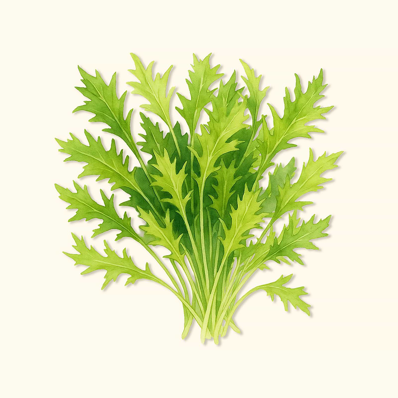 Organic Mizuna Mustard Seeds