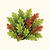 Organic Salad Bowl Blend Lettuce  Seeds