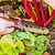 Vego Heritage 10 in 1 Hori Hori Knife G2 | Vego Garden