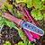 Vego Heritage 10 in 1 Hori Hori Knife G2 | Vego Garden