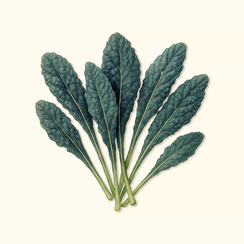 Lacinato Dinosaur Kale Seeds