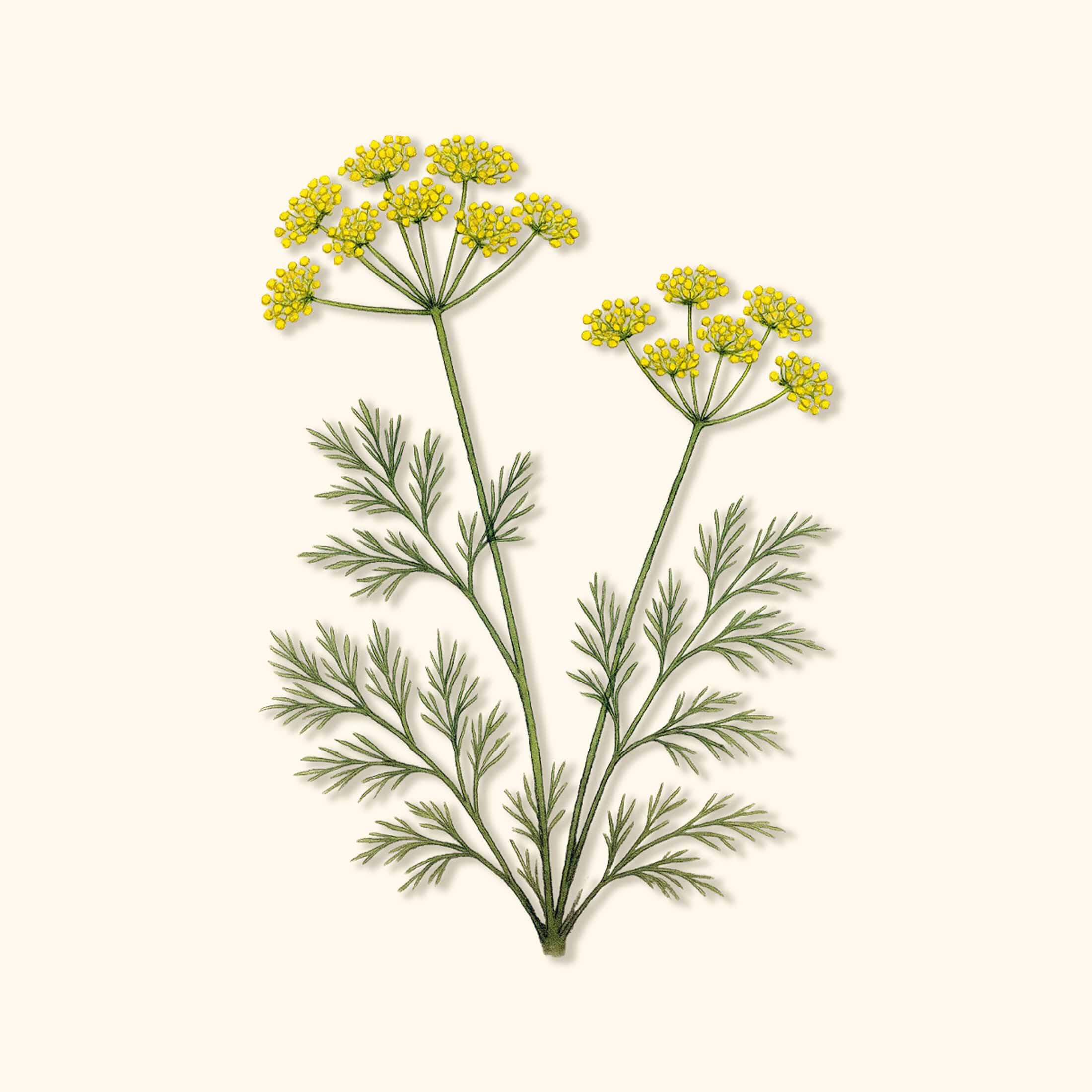 organic dill seeds for planting Organic Bouquet Dill Seeds – Fragrant, Fast-Growing, USDA Certified