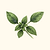 Organic Genovese Basil Seeds