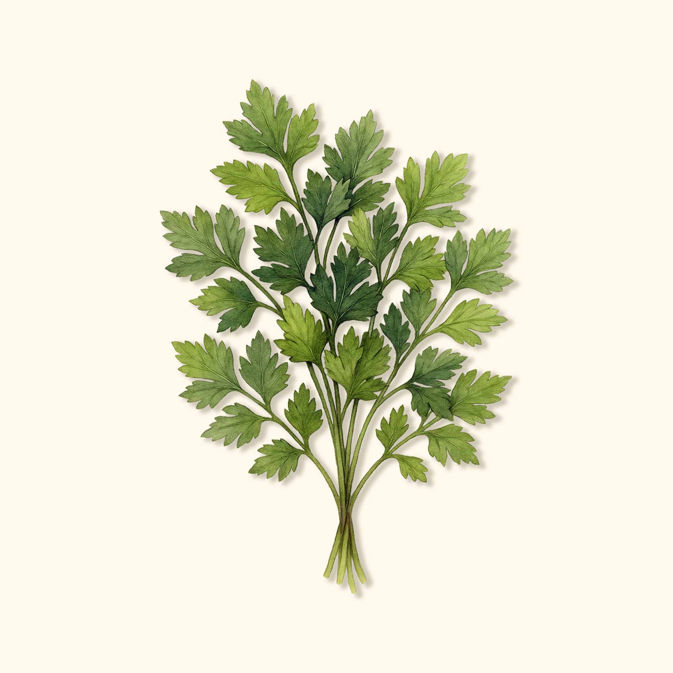 Organic Giant of Italy Parsley Seeds – Flat-Leaf, Slow-Bolt, USDA Certified