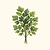 Organic Giant of Italy Parsley Seeds