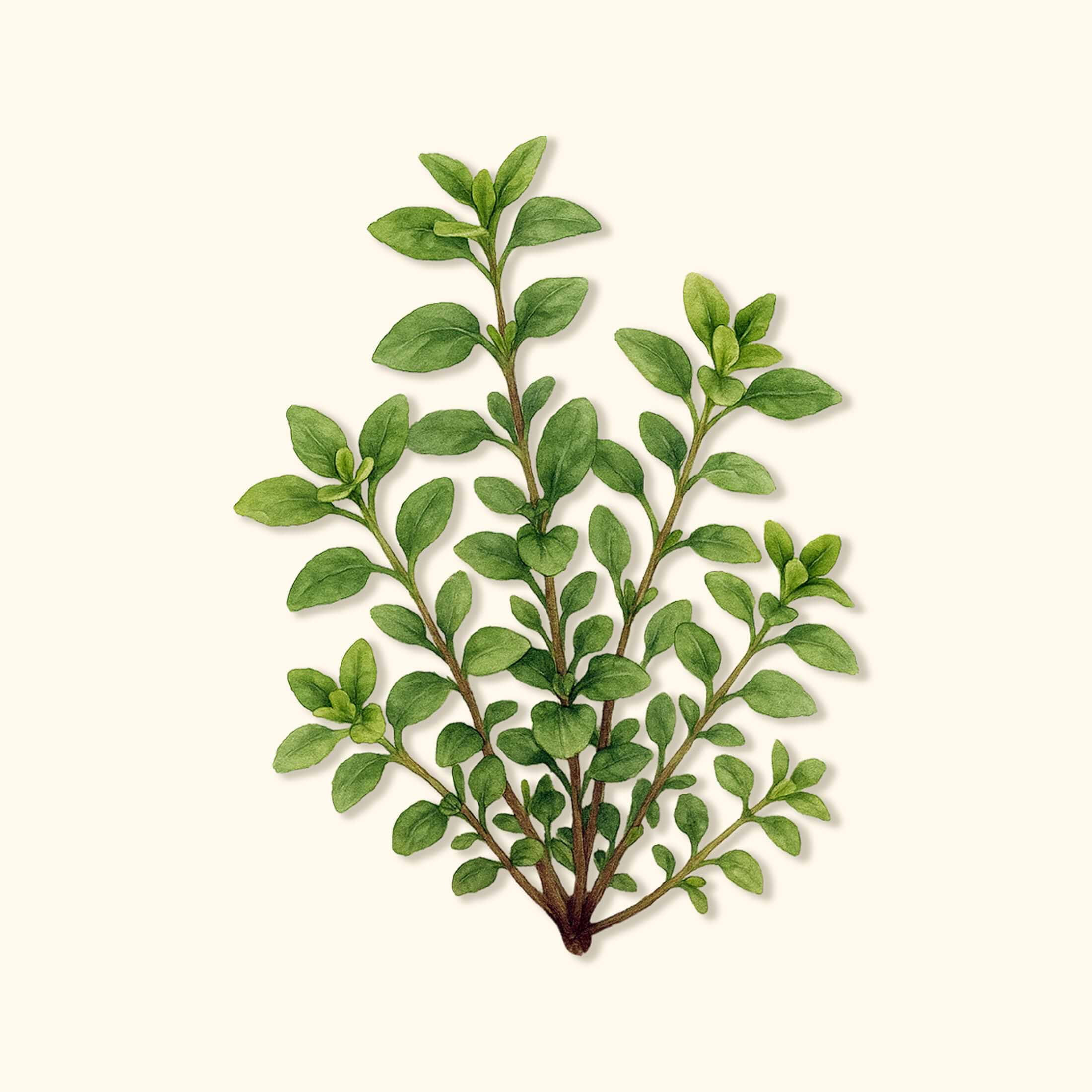 plant oregano seeds Organic Greek Oregano Seeds – Heirloom, Culinary-Grade, USDA Certified
