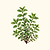 Organic Greek Oregano Seeds