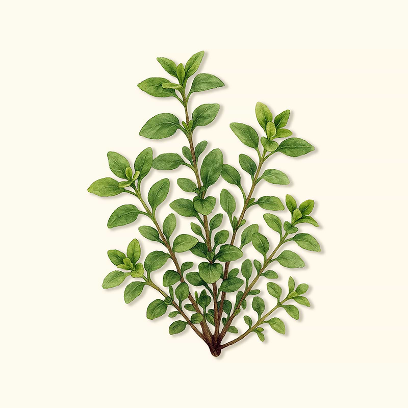 Organic Greek Oregano Seeds – Heirloom, Culinary-Grade, USDA Certified