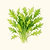 Organic Mizuna Greens Seeds