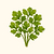Organic Santo Cilantro Seeds