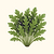 Organic Standard Arugula Seeds