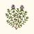 Organic Winter Thyme Seeds