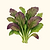 Red Giant Mustard Greens Seeds