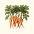 Scarlet Nantes Carrot Seeds