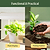 Vego Garden 4 Tier Grow Light Garden with Storage Lifestyle