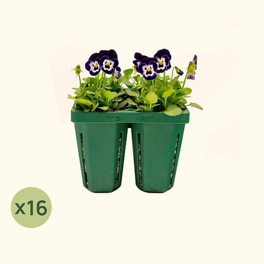 Jumbo Seedling Tray - 5" x 5"