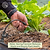 Vego Irrigation Kit | Vego Garden