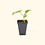 Quick Snack Cucumber Seedlings | Vego Garden