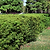 Southern Wax Myrtle