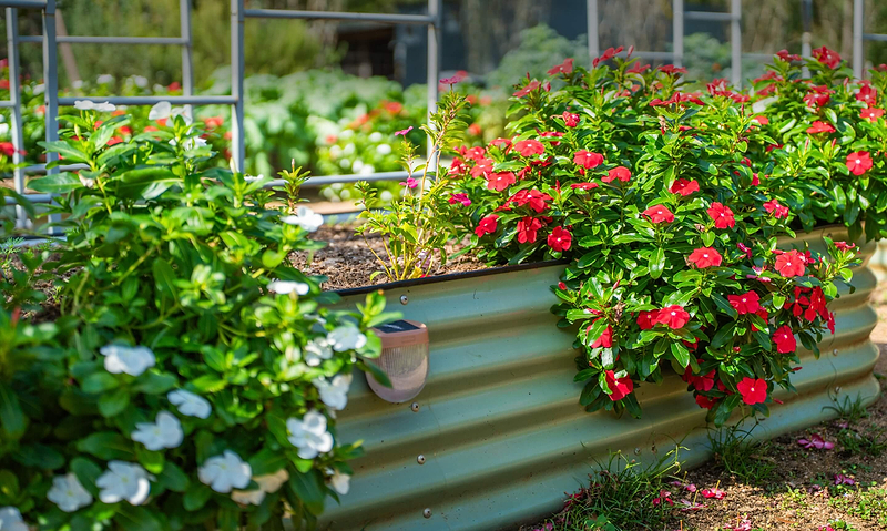 Vego garden beds
