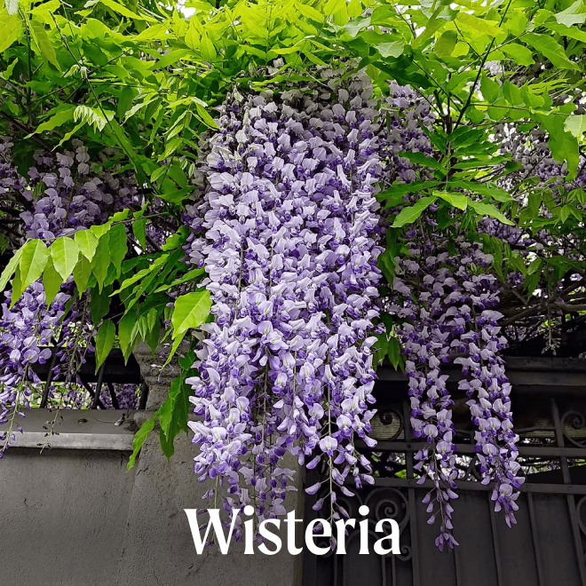 Wisteria