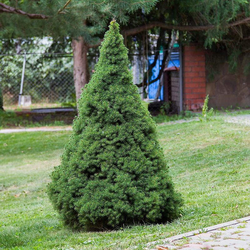 Dwarf Alberta Spruce