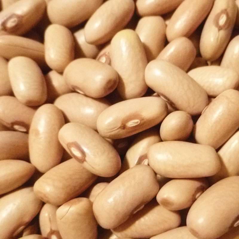 Arikara Yellow Bean (Bush) Seeds
