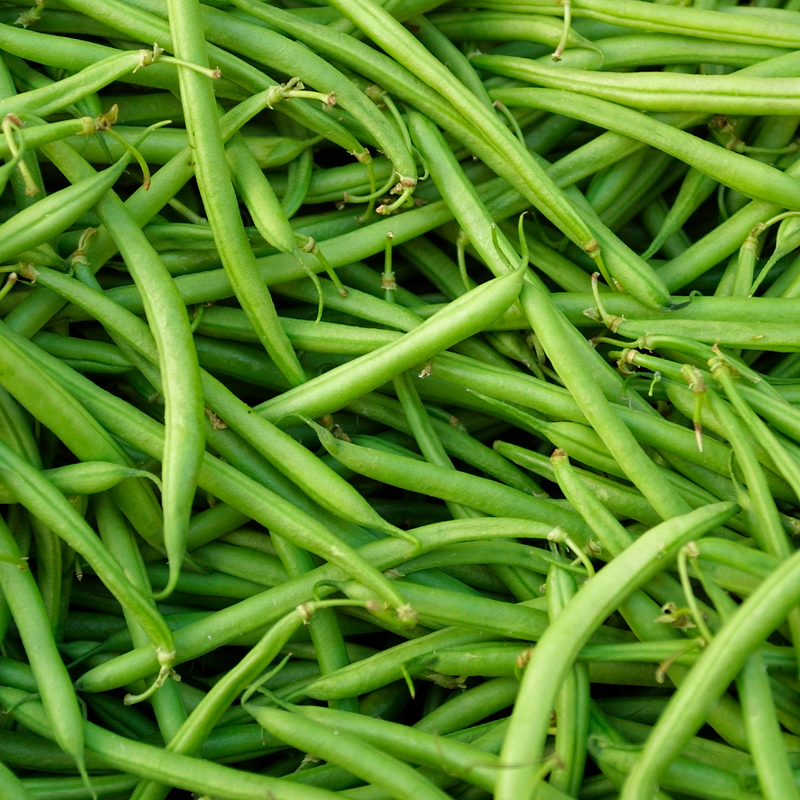 Ideal Market Bean (Pole) Seeds