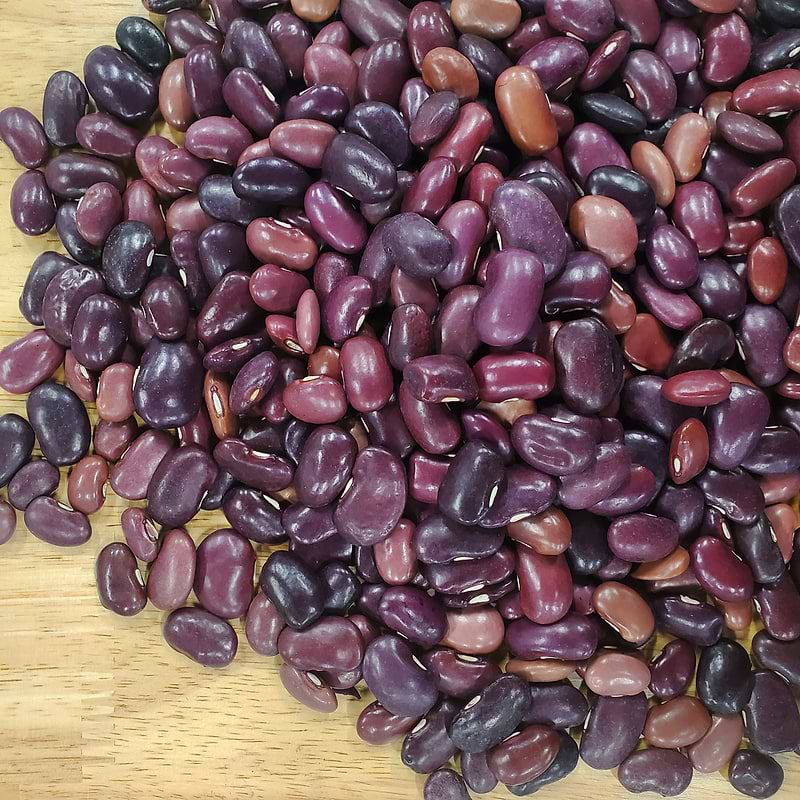 Ayocote Morado Bean Seeds
