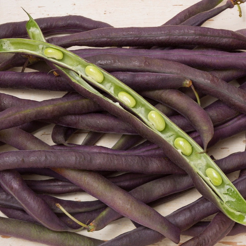 Purple Podded Bean (Pole) Seeds