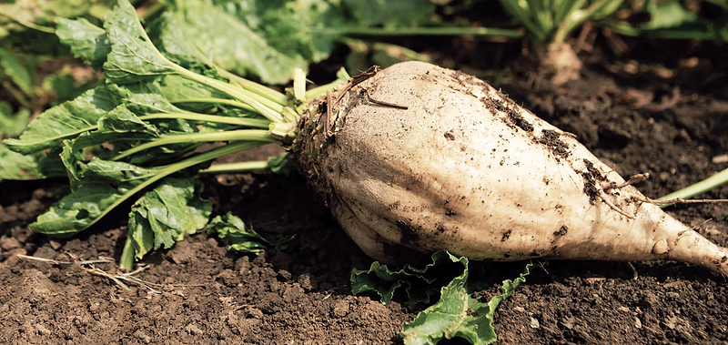 Sugar Beet Seeds