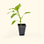 Big Bertha Bell Pepper Seedlings | Vego Garden