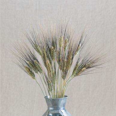 Black Tip Wheat Seeds