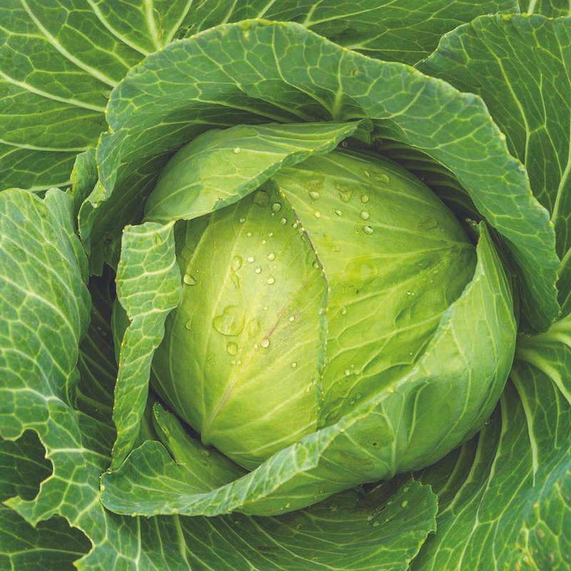 Golden Acre Cabbage Seeds