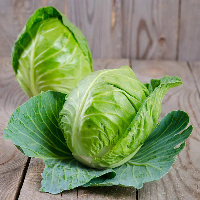 Charleston Wakefield Cabbage Seeds