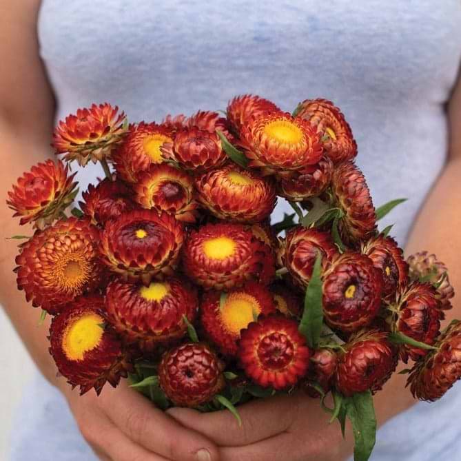 Copper Red Strawflower Seeds