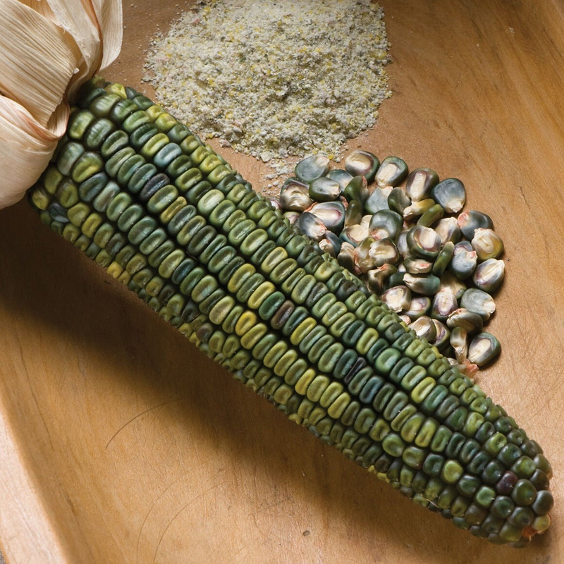 Oaxacan Green Dent Corn Seeds