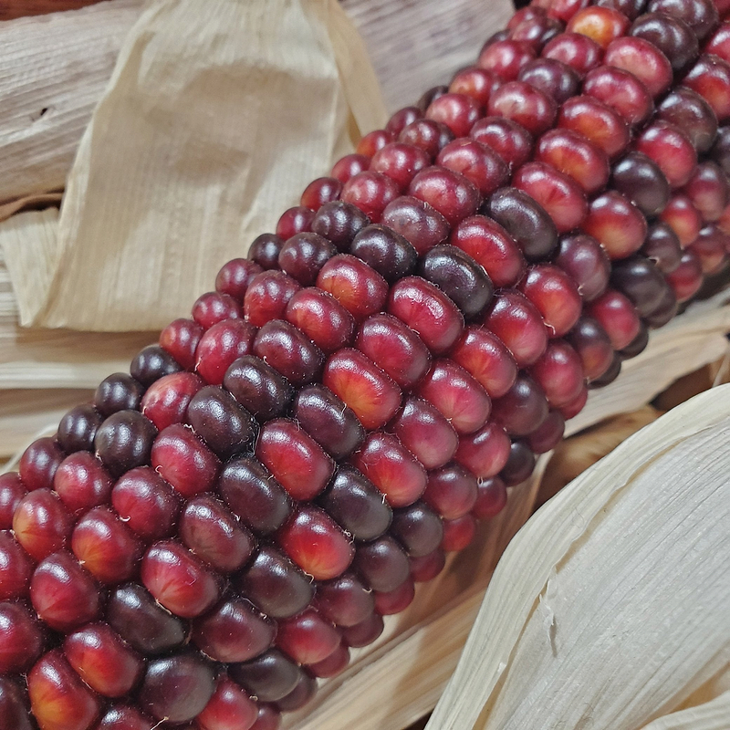 Bloody Butcher Corn Seeds