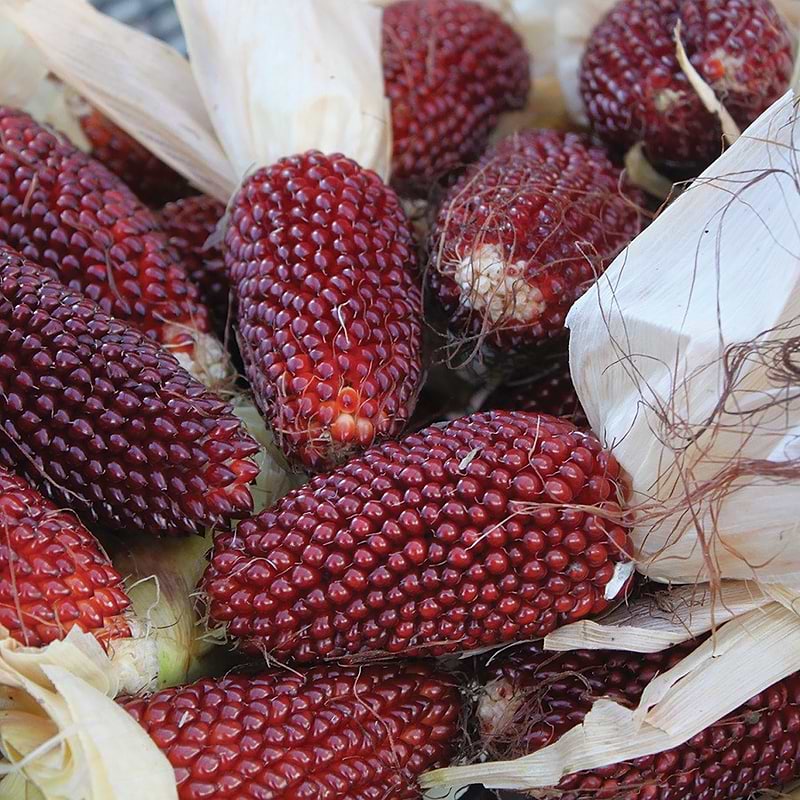 Red Strawberry Popcorn Seeds