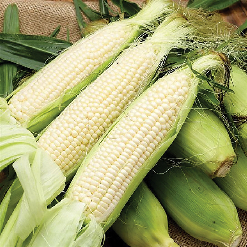 Stowell Evergreen Corn Seeds
