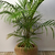 Hawaiian Kentia Palm
