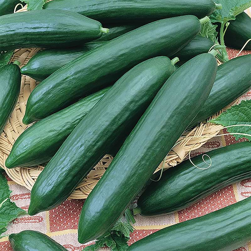 Tendergreen Cucumber Seeds